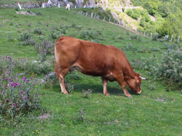 vache col d'aspin