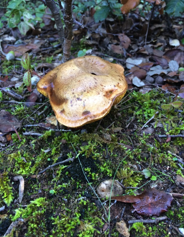 champignons en Provence
