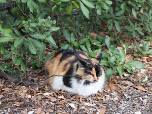 dans le jardin des plantes
