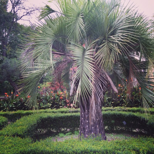 jardin des plantes montpellier