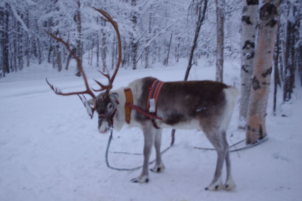 Renne en Laponie