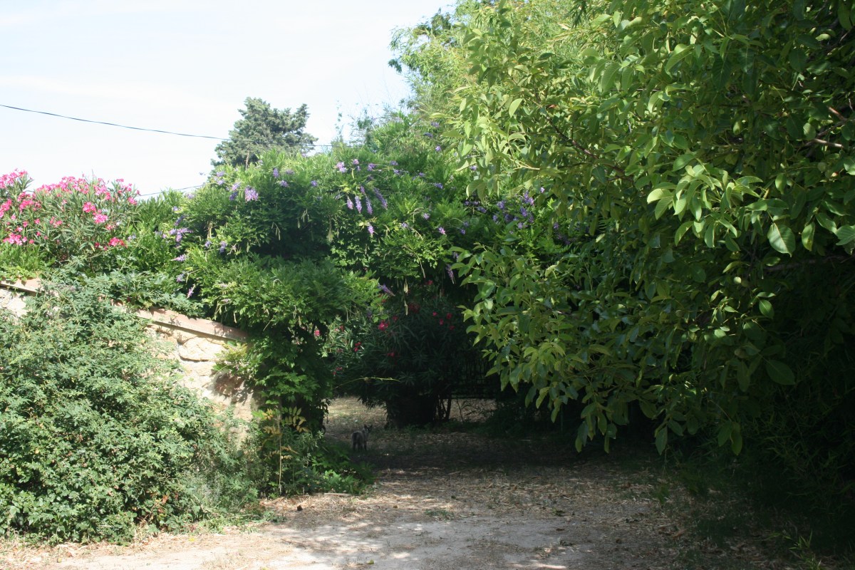 Mas felipe Delavouet