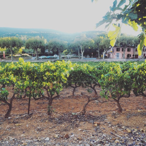 vignes dans le Var