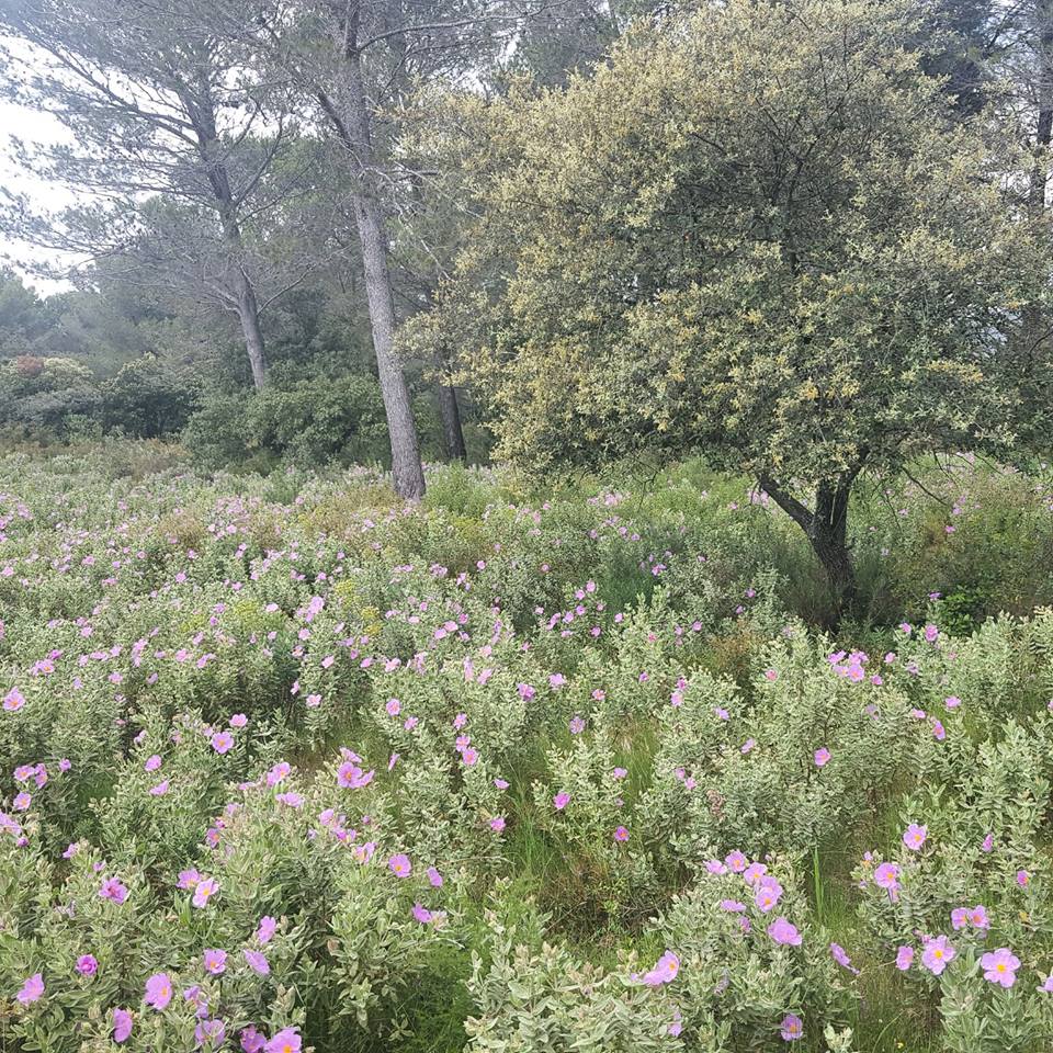 13124570_1723966081206560_6090607401223504591_n