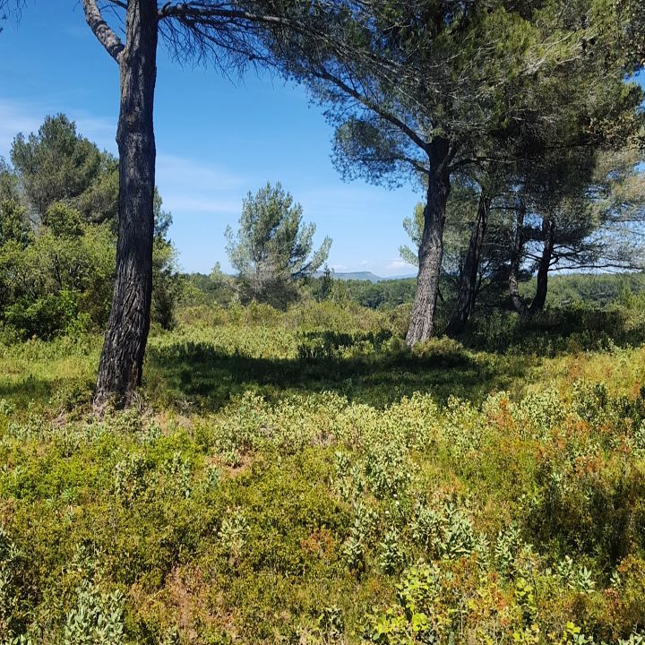 13239431_1731090067160828_8350837667379329323_n