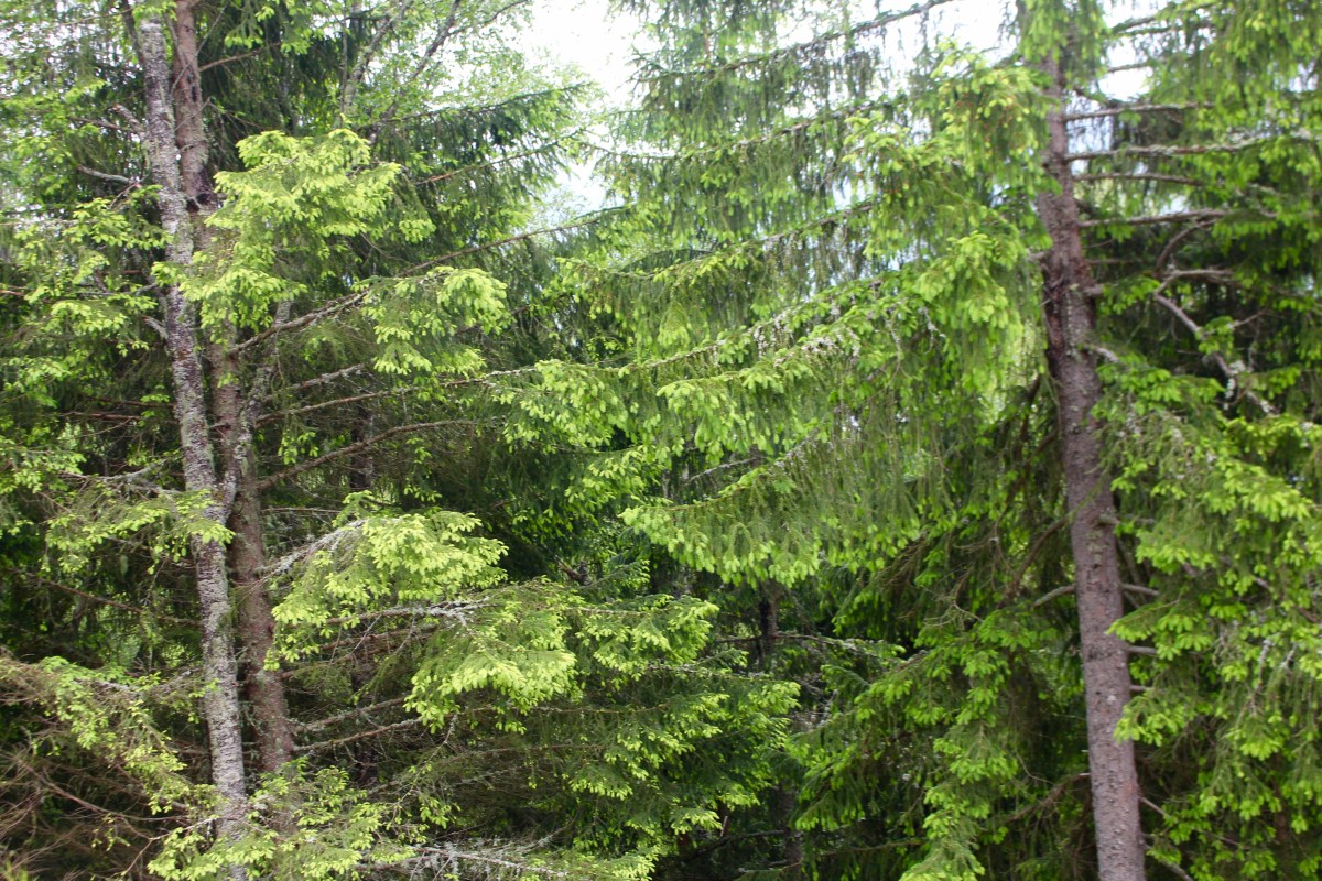 Train Montenvers Chamonix 