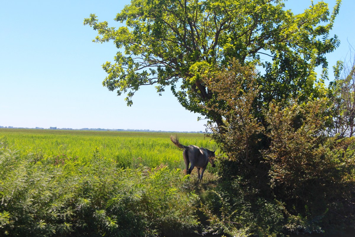 croisière fluviale Les Canalous