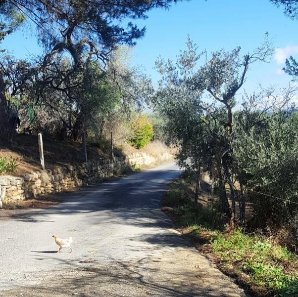 14681818_629518510546497_1285855740865474597_n