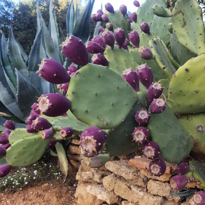 14705862_632783020220046_3880427931387102807_n