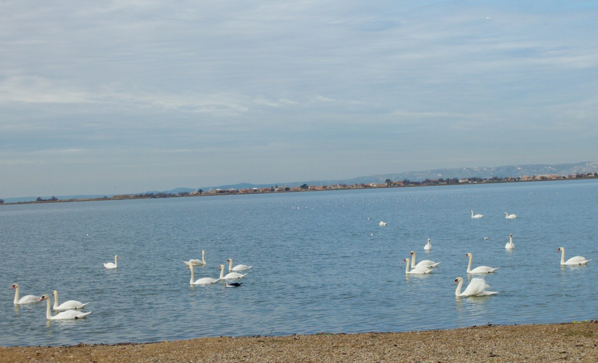 Etang de Berre à Marignane 